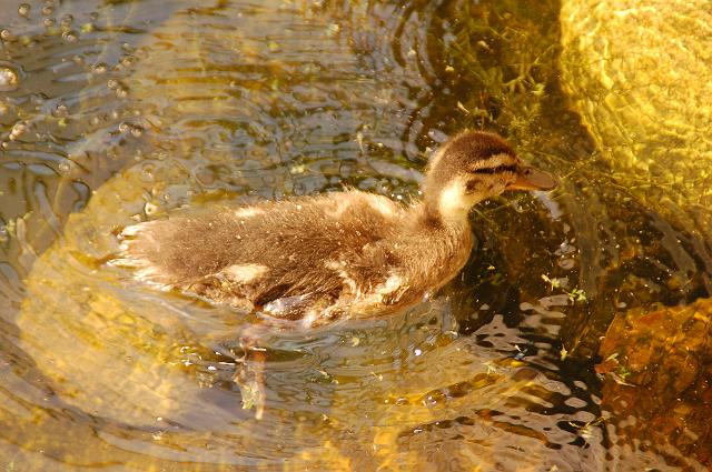 dierentuin emmen_0777